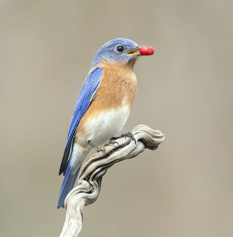Восточная сиалия (cамец) - Eastern Bluebird male