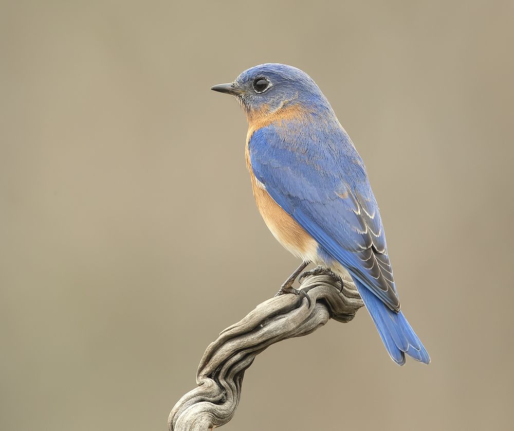 Восточная сиалия (cамец) - Eastern Bluebird male