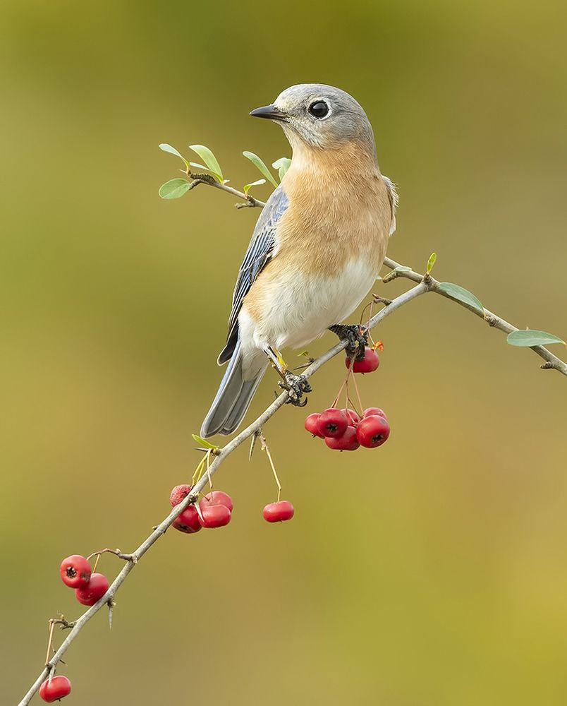 Восточная сиалия (самка) - Eastern Bluebird female