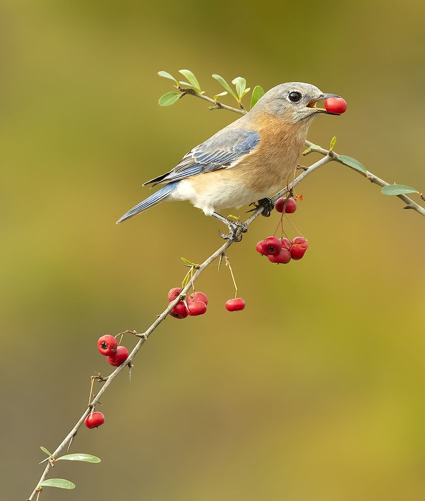 Восточная сиалия (самка) - Eastern Bluebird female