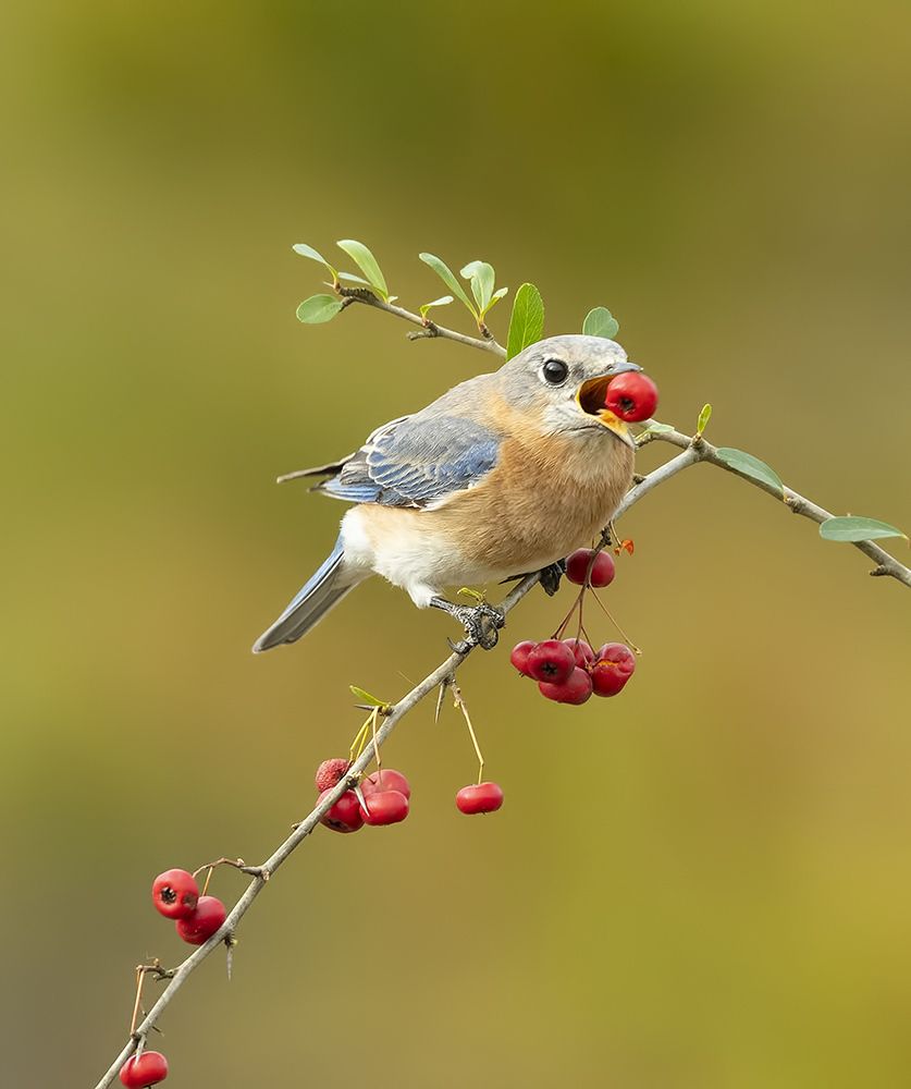 Восточная сиалия (самка) - Eastern Bluebird female