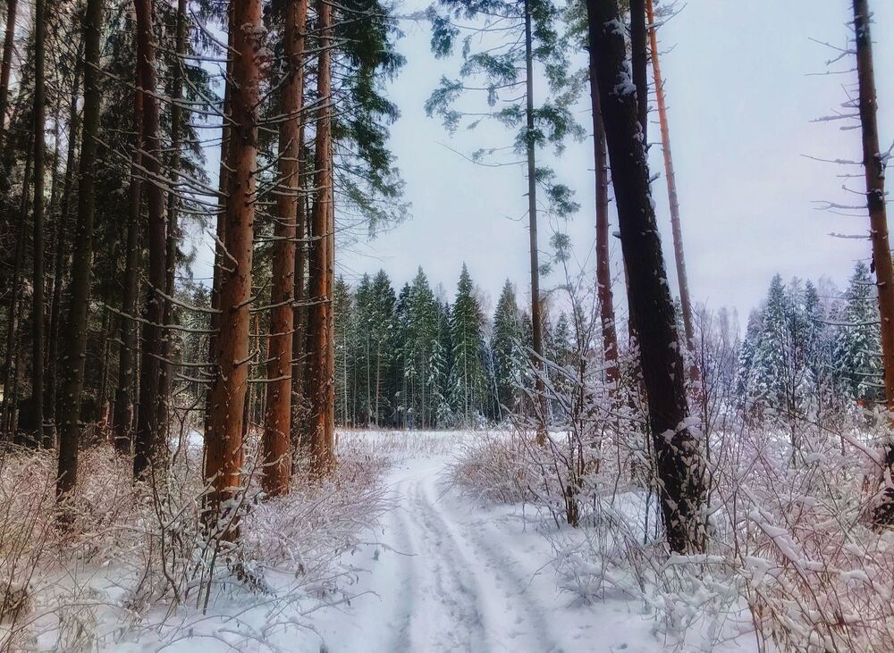 Зима по Шишкину
