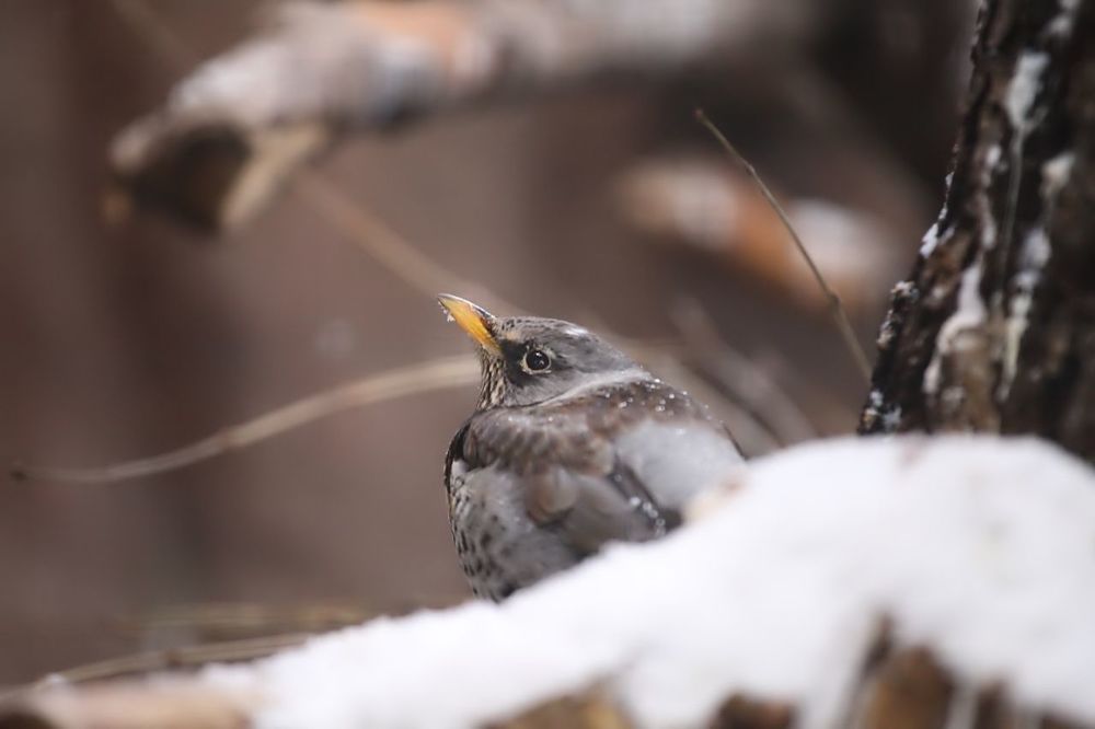 Birds