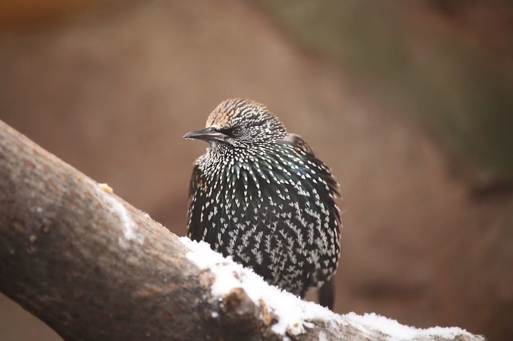 Birds