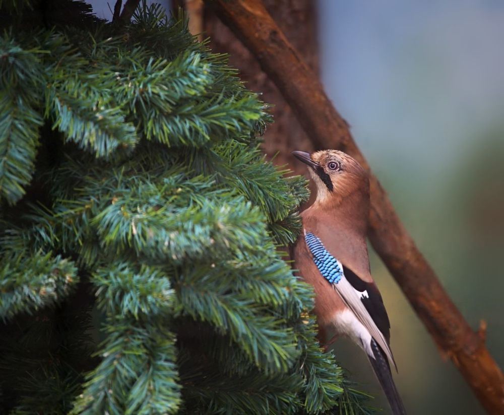 Birds