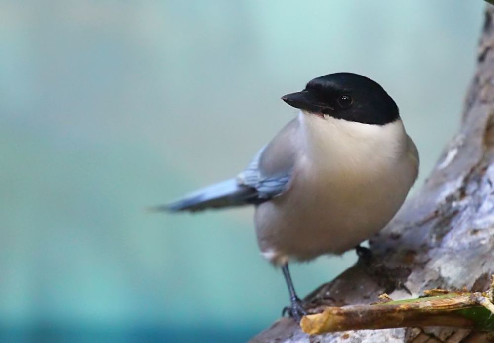 Birds
