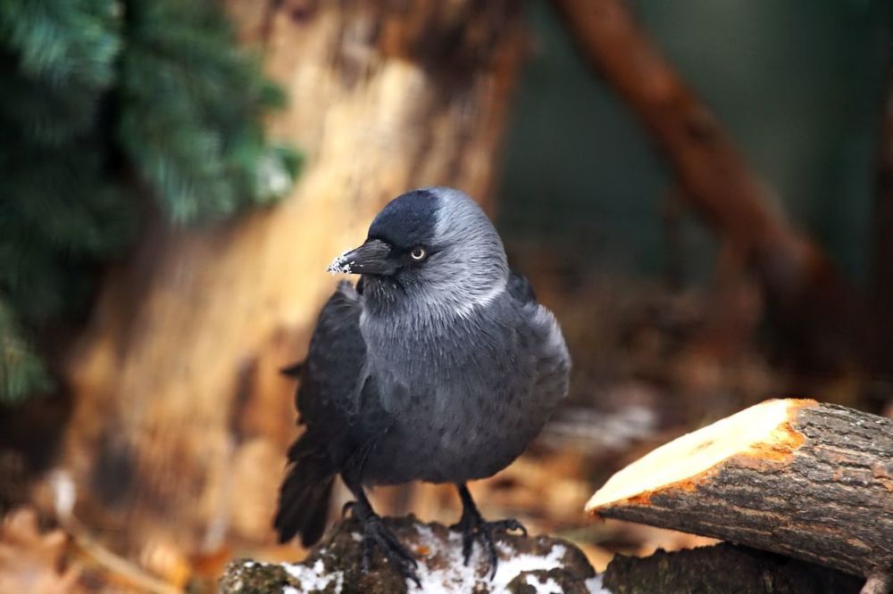 Birds