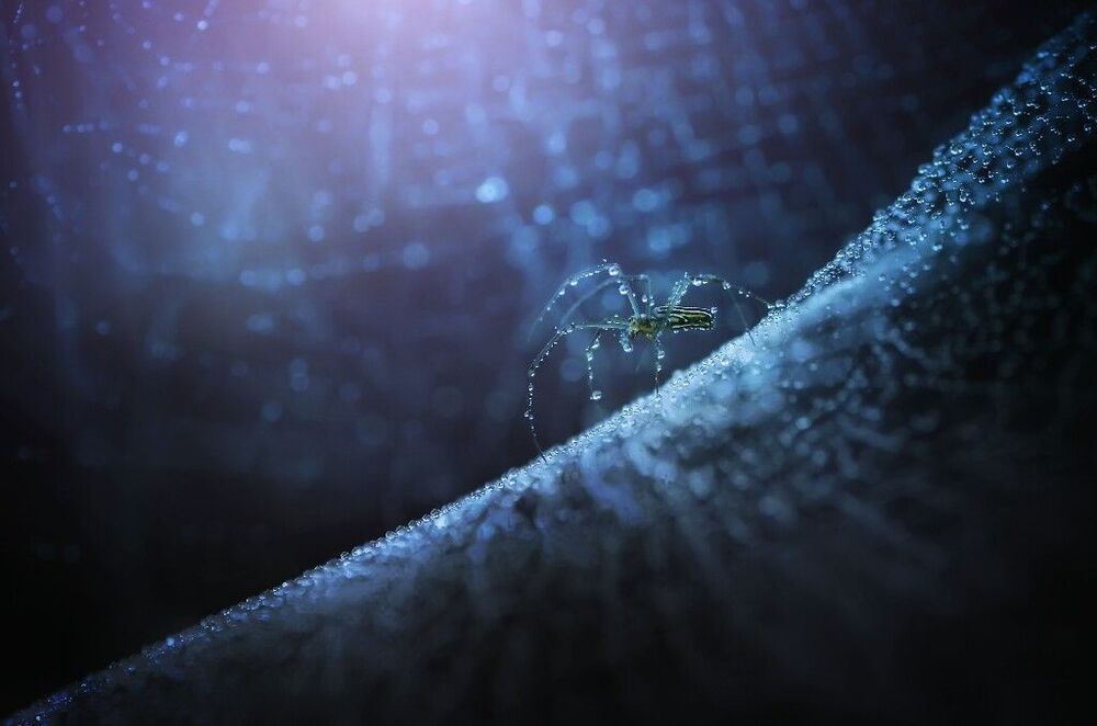 Macro art and nature