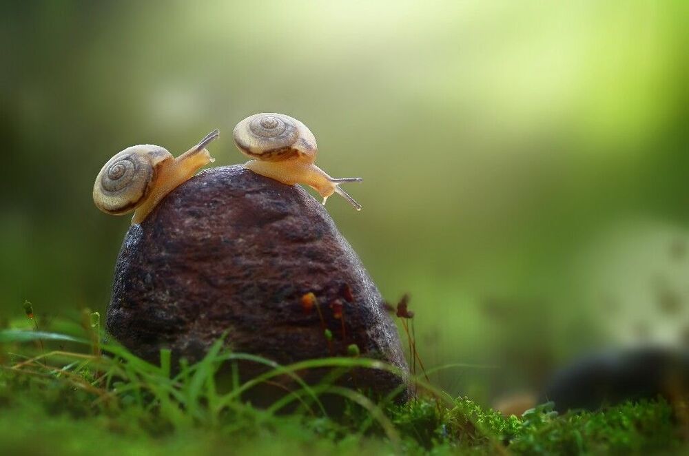 Macro art and nature