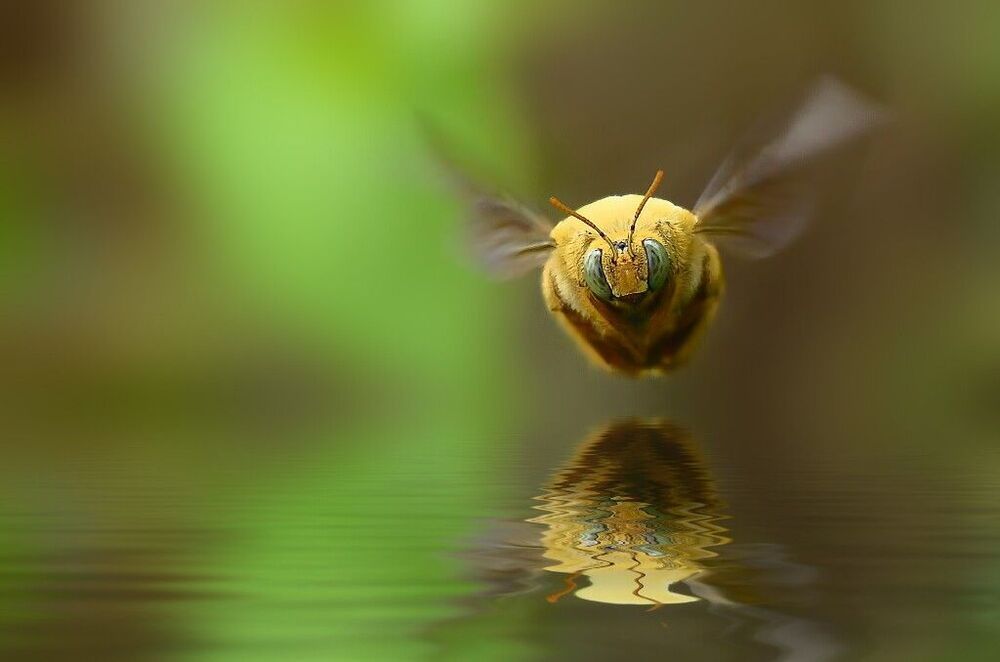 Macro art and nature