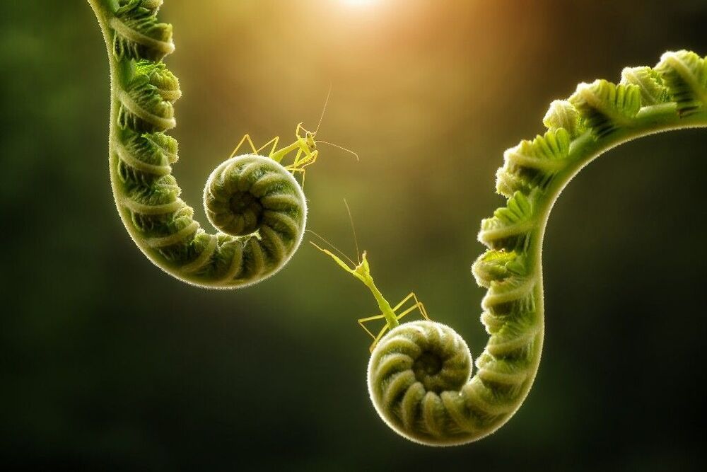 Macro art and nature