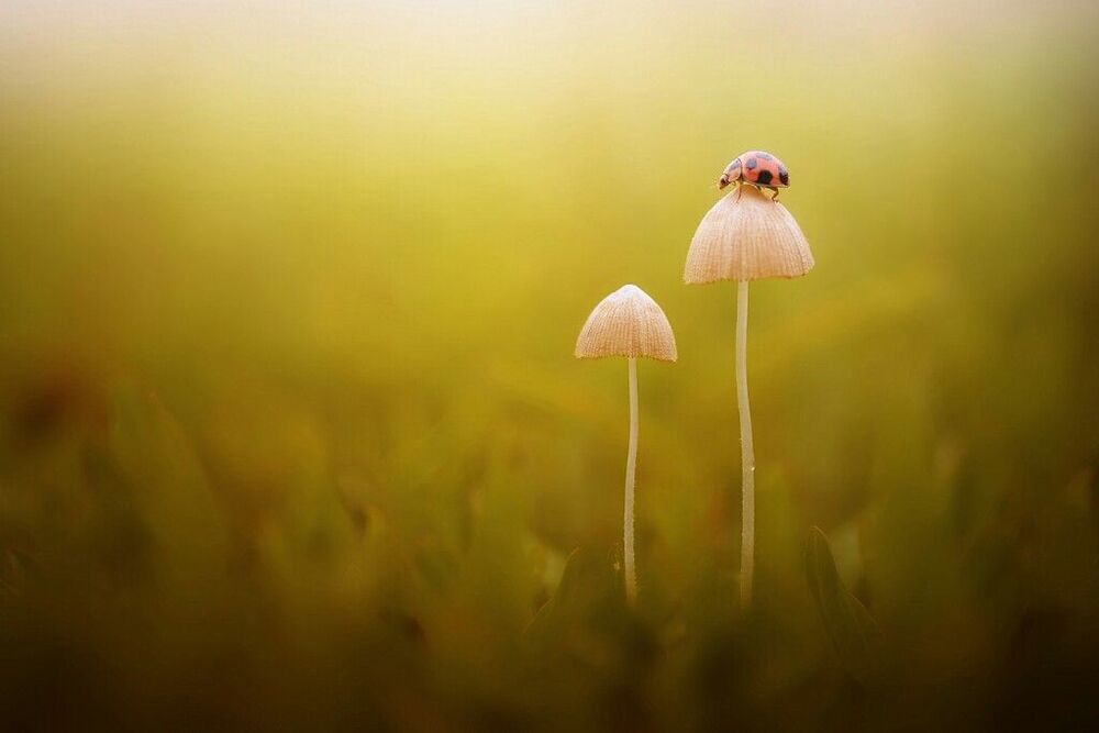 Macro art and nature