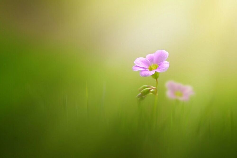 Macro art and nature