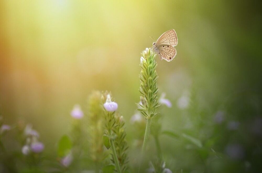 Macro art and nature