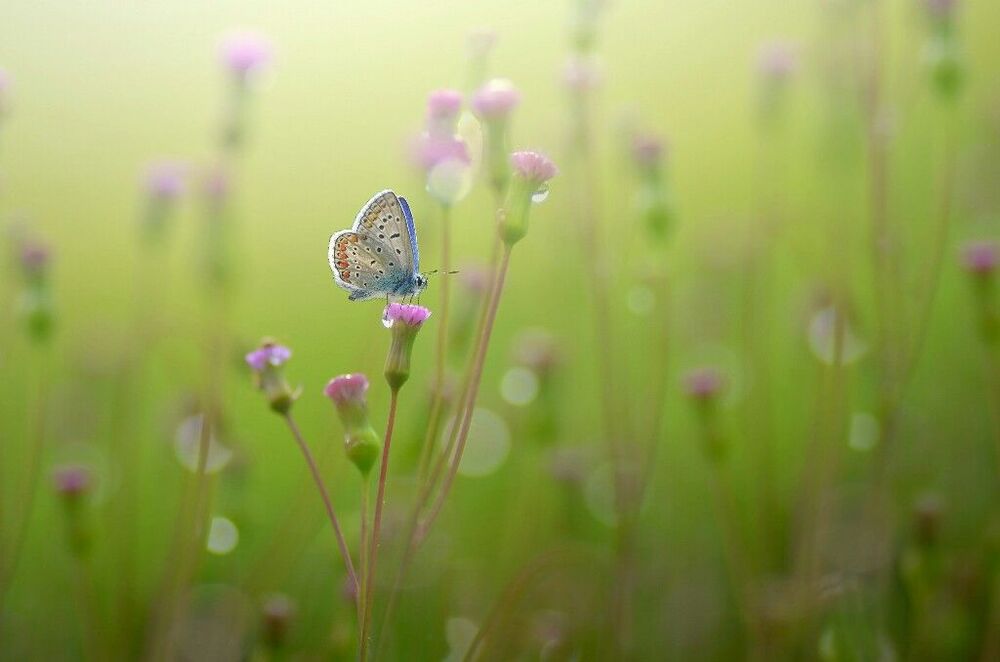 Macro art and nature