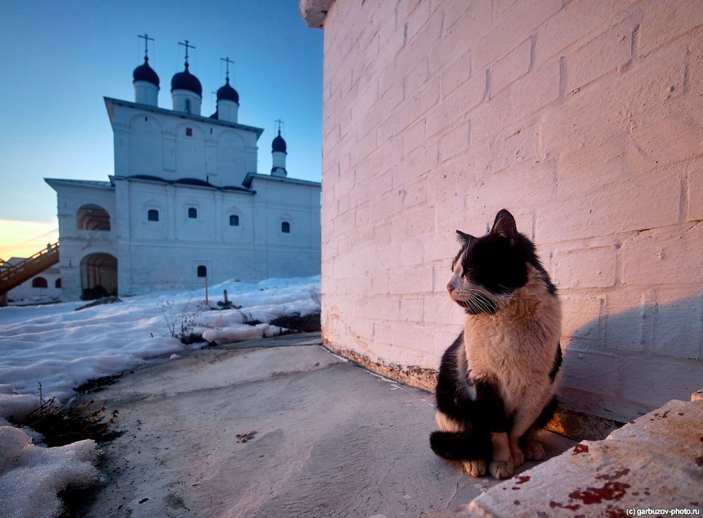 Монашествующие коты
