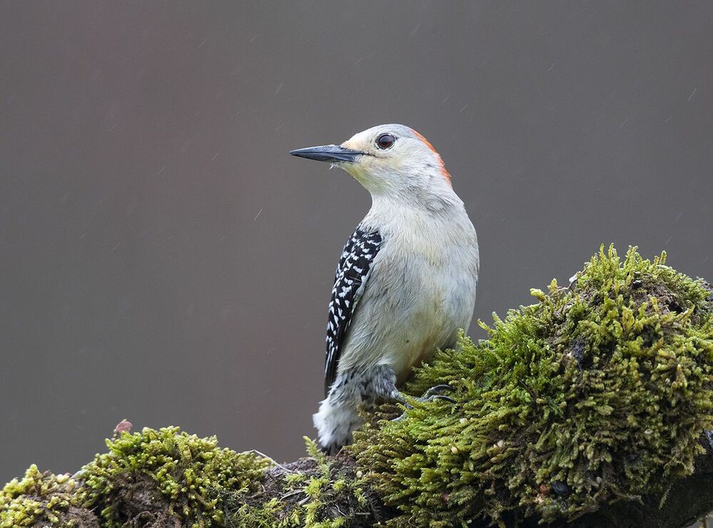 Каролинский меланерпес -Red-bellied Woodpecker