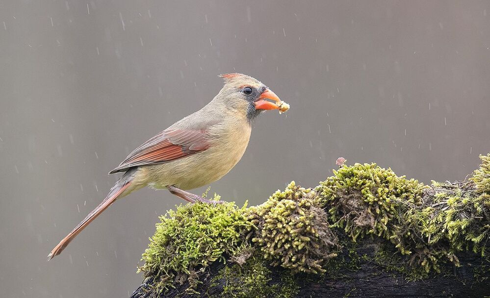 Красный кардинал cамка -Northern Cardinal female
