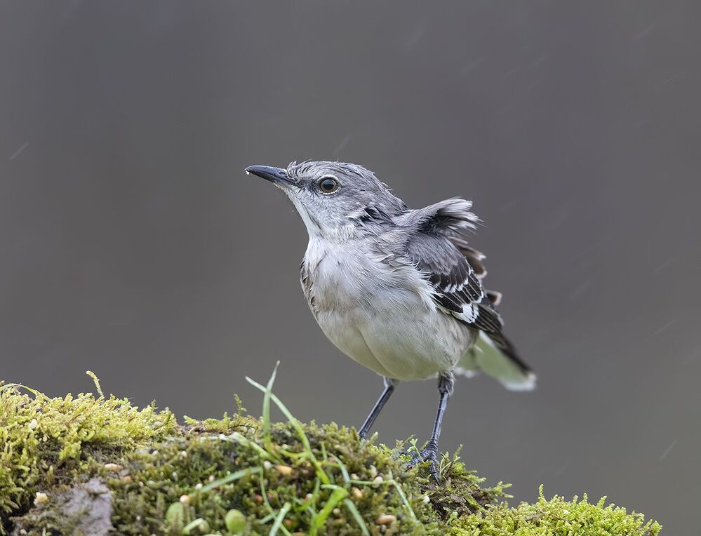 Многоголосый пересмешник - Northern Mockingbird