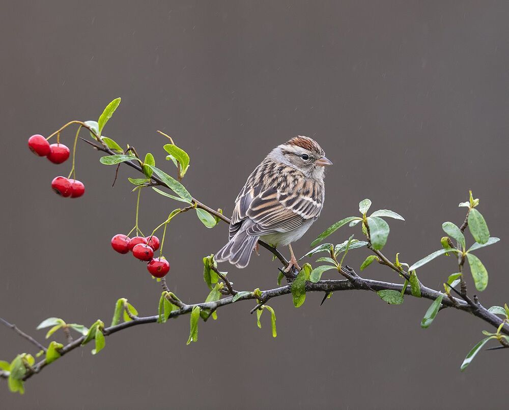 Обыкновенная воробьиная овсянка - Chipping sparrow