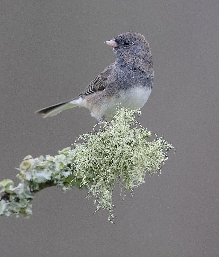 Юнко -Dark-eyed Junco