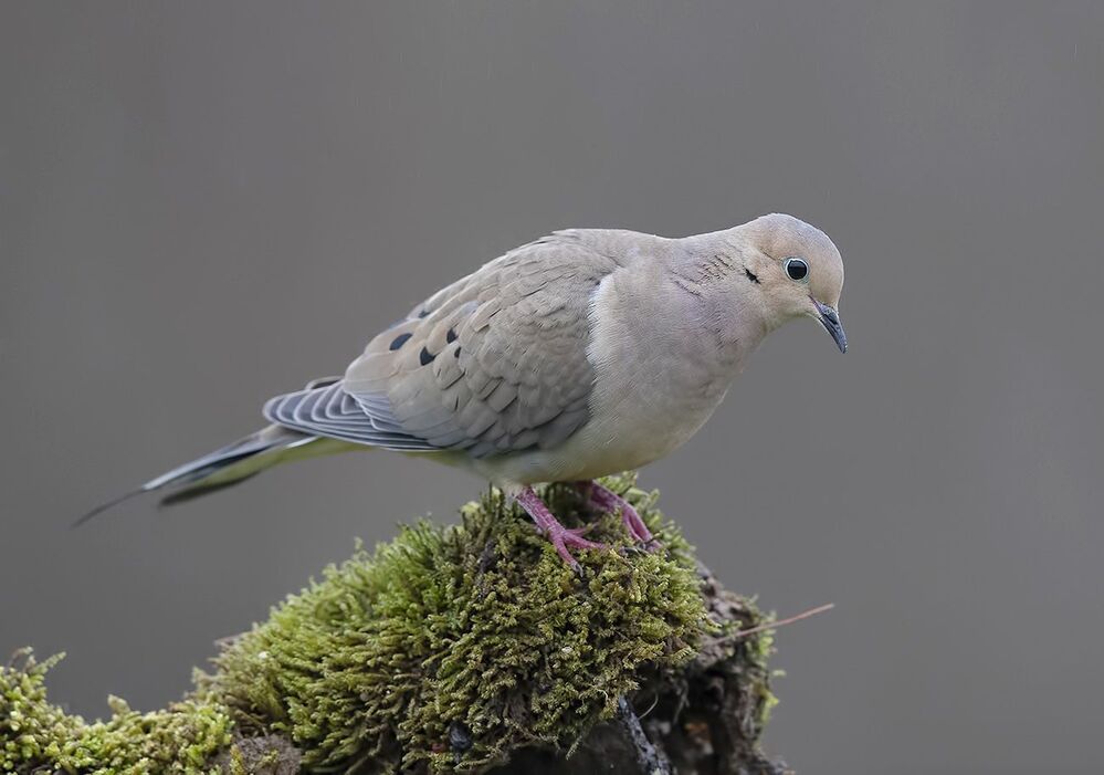Кольчатая горлица - Dove