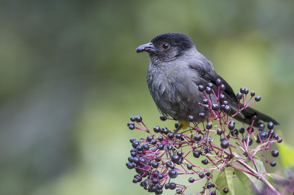 Yellow-thighed Finch