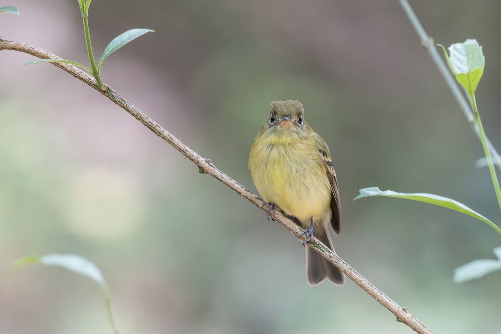Yellow-thighed Finch