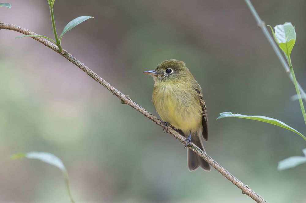 Yellow-thighed Finch
