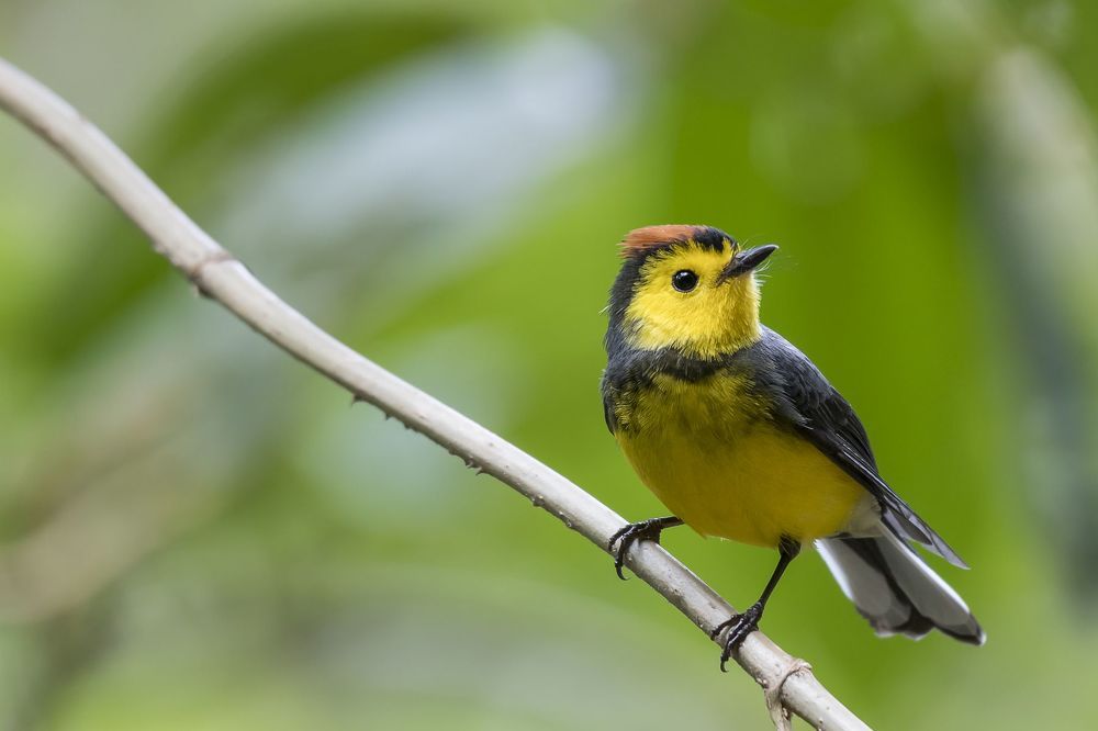 Yellow-thighed Finch