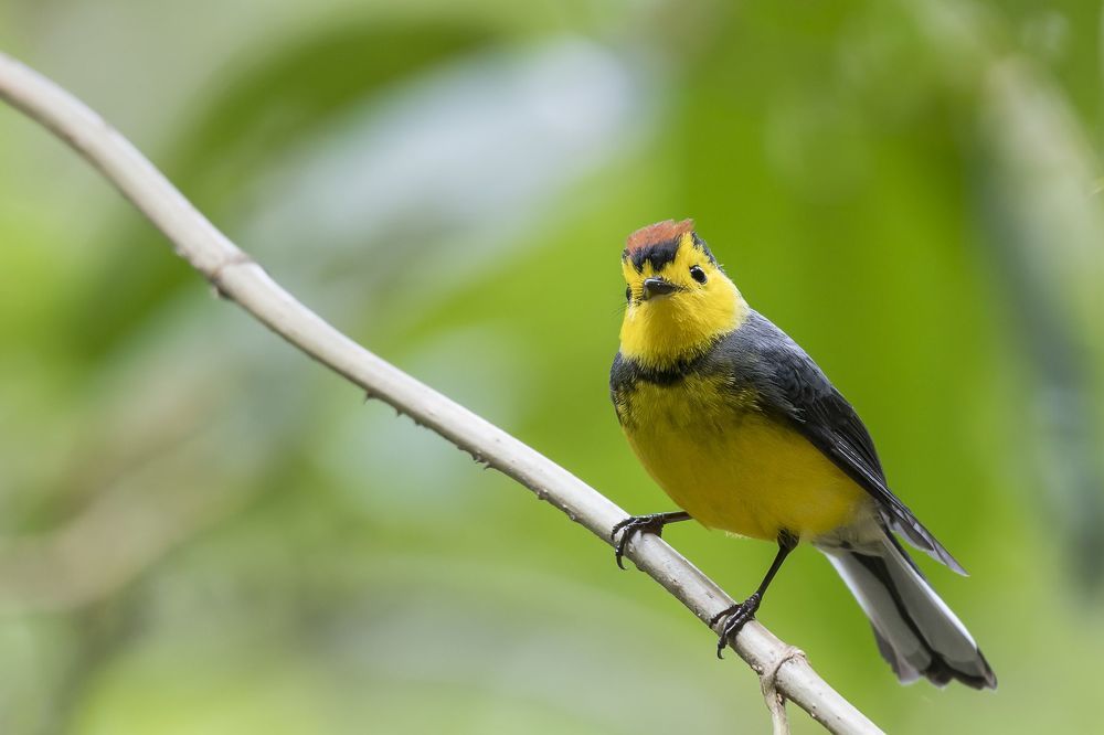 Yellow-thighed Finch
