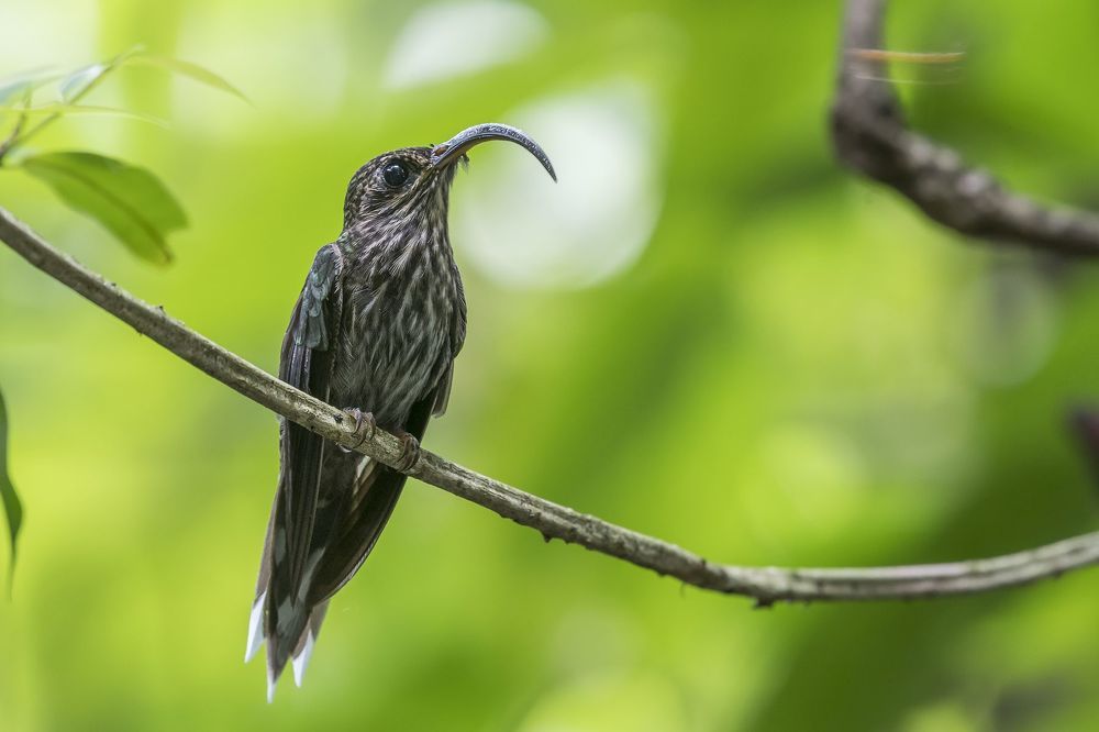 Yellow-thighed Finch