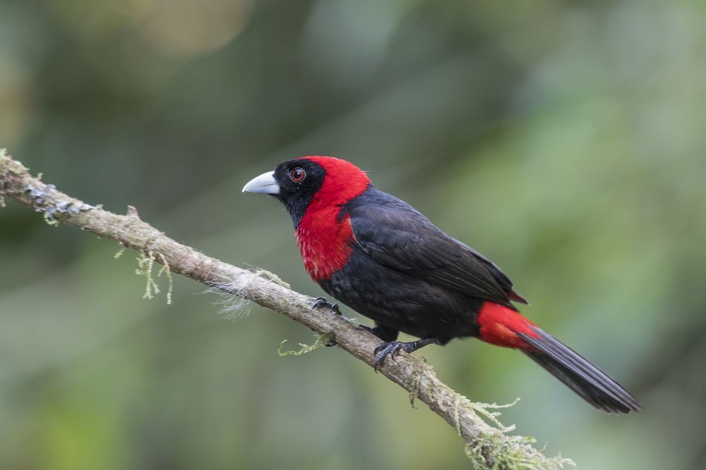 Yellow-thighed Finch