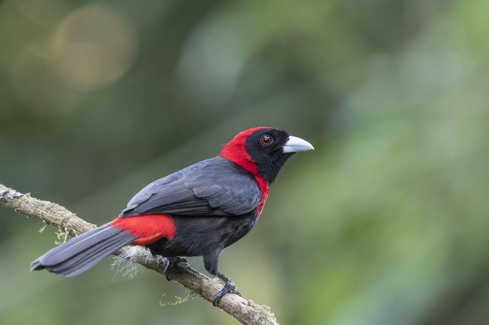 Yellow-thighed Finch