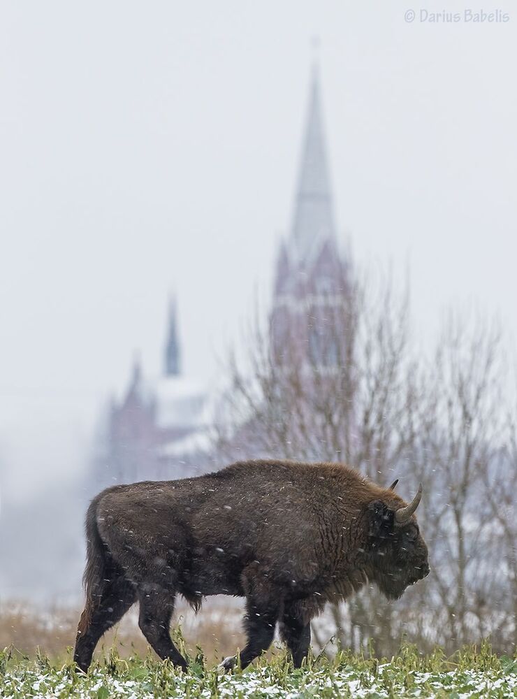 Зубры