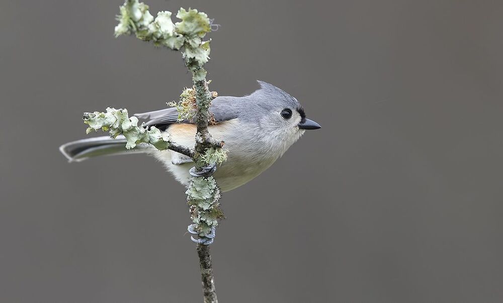 Острохохлая синица -Tufted Titmouse