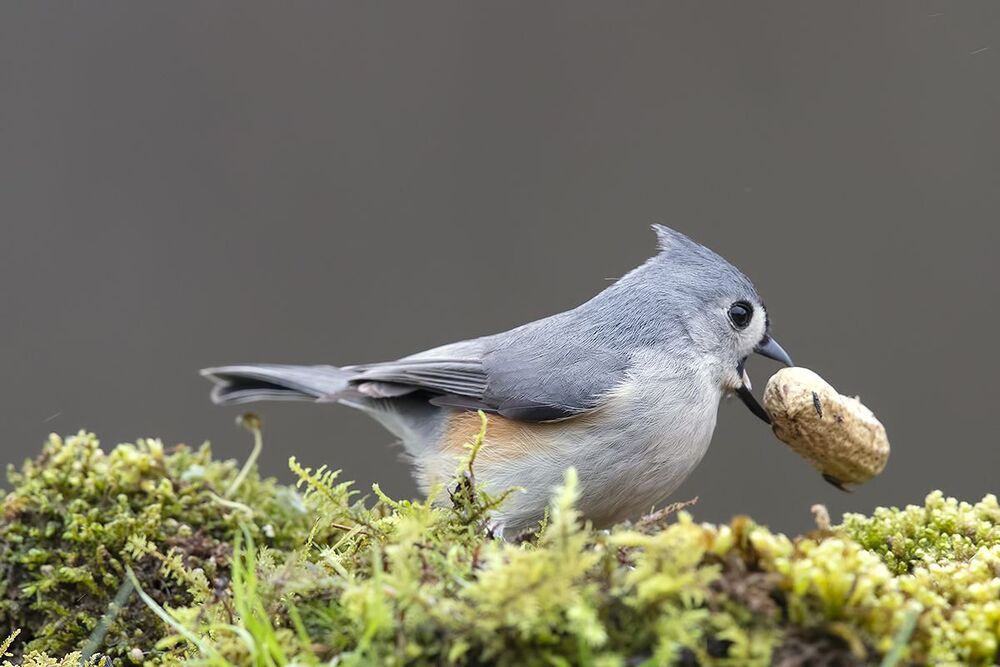 Острохохлая синица -Tufted Titmouse