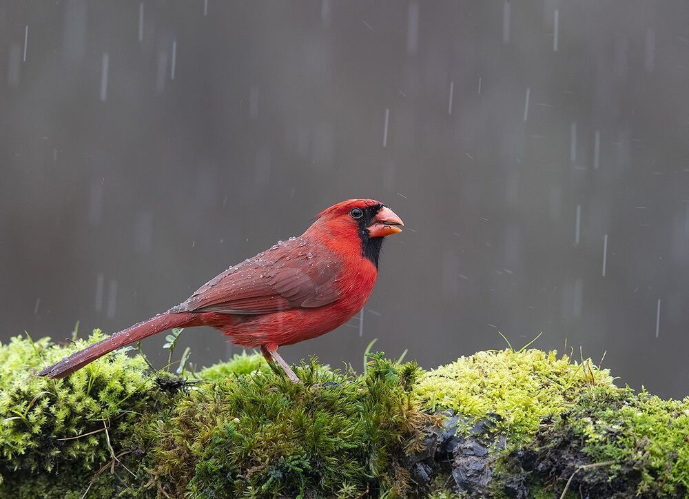 Красный кардинал cамец и самка - Northern Cardinal male and Female