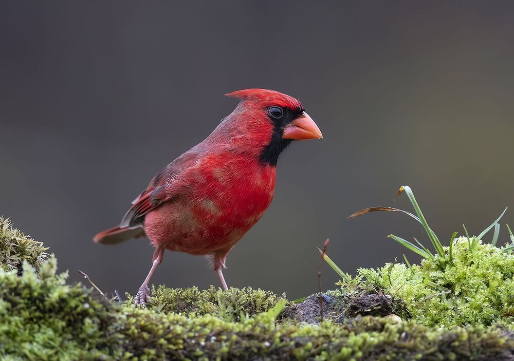 Красный кардинал cамец и самка - Northern Cardinal male and Female