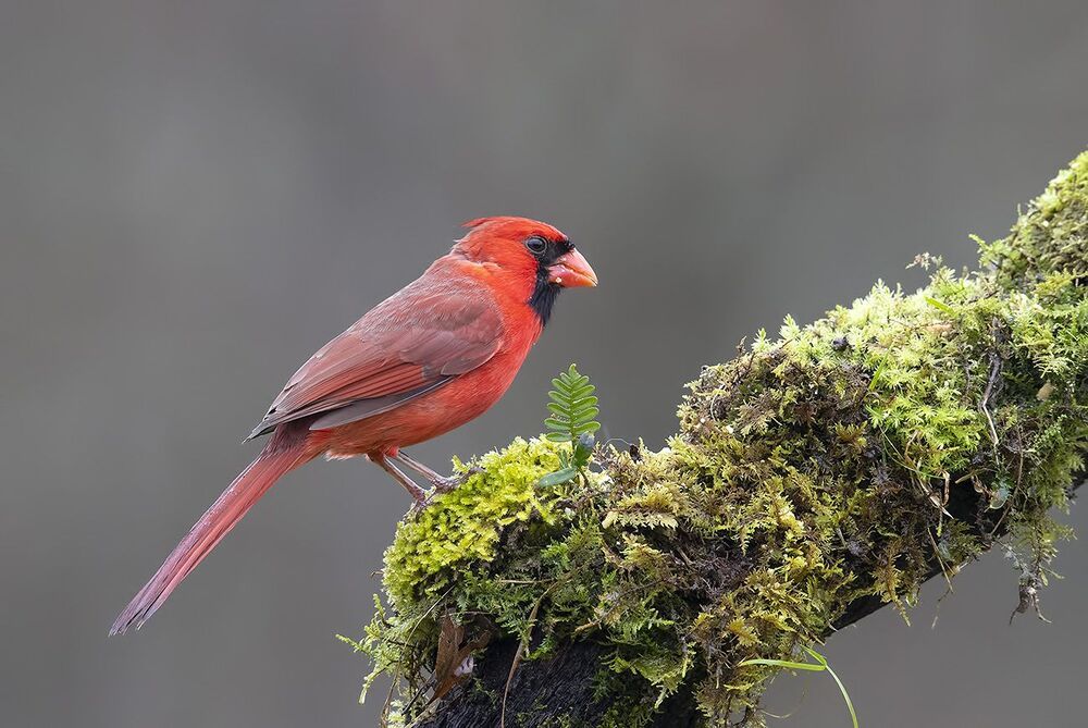Красный кардинал cамец и самка - Northern Cardinal male and Female