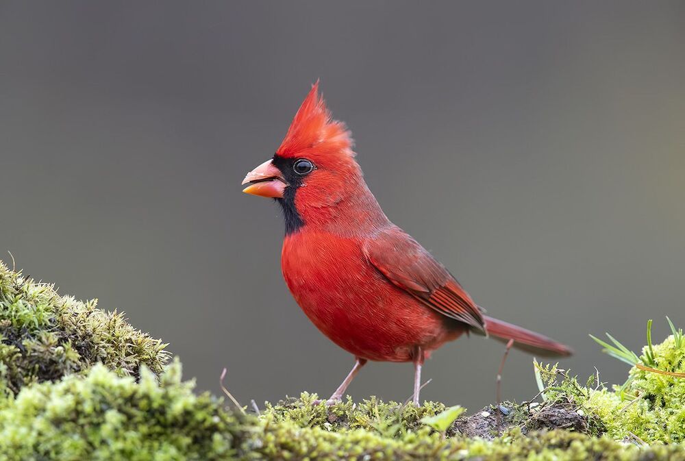 Красный кардинал cамец и самка - Northern Cardinal male and Female
