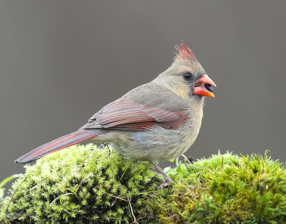Красный кардинал cамец и самка - Northern Cardinal male and Female