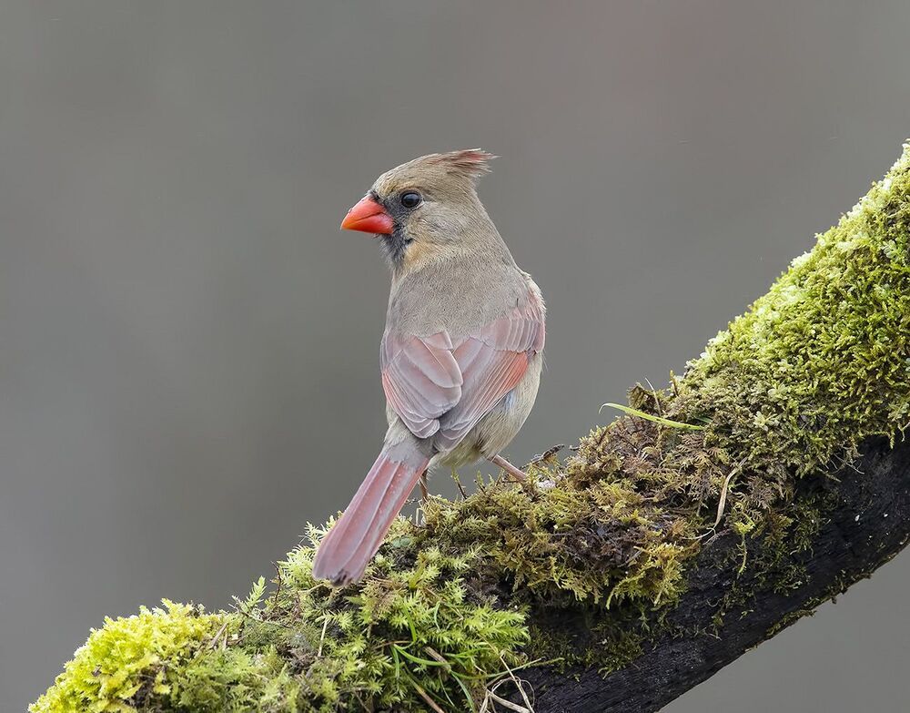 Красный кардинал cамец и самка - Northern Cardinal male and Female