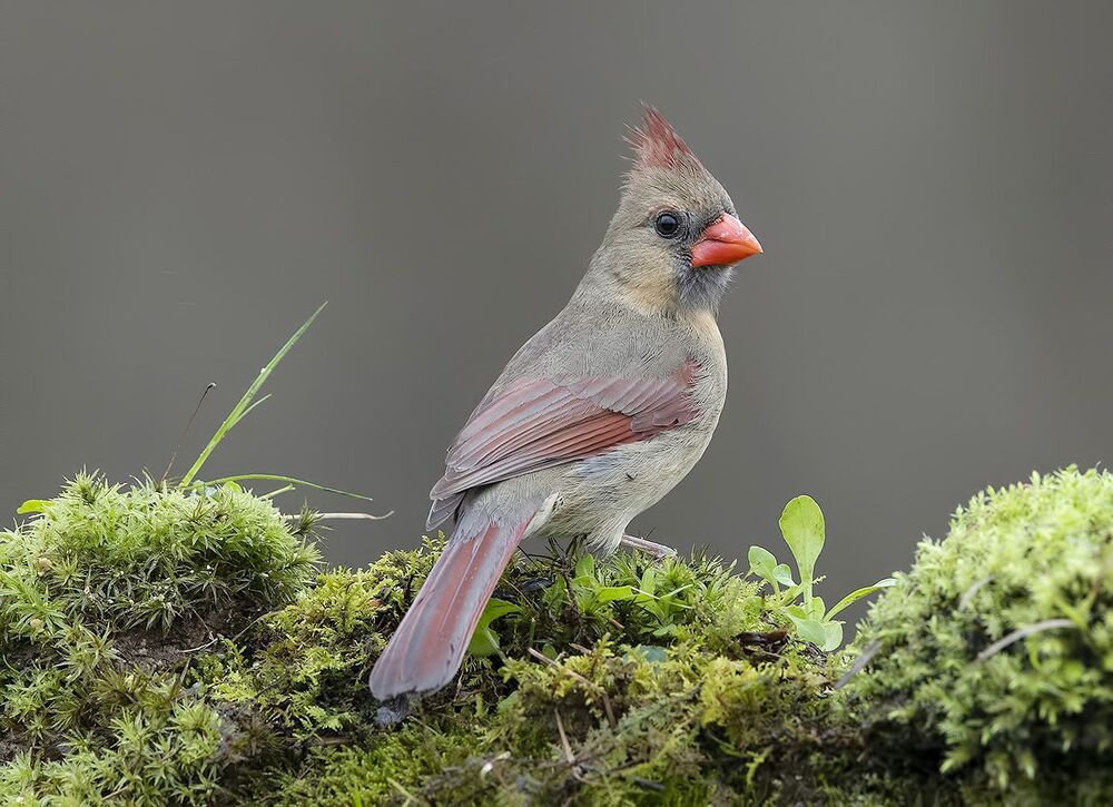 Красный кардинал cамец и самка - Northern Cardinal male and Female
