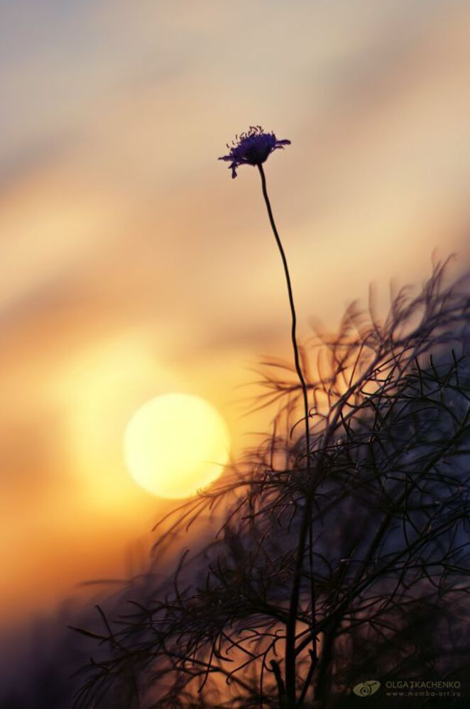 Conversaci&oacute;n con el sol