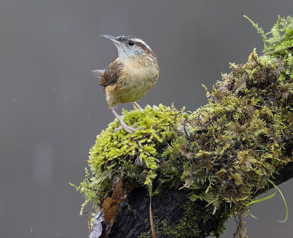 Крапивник Каролинский - Carolina Wren