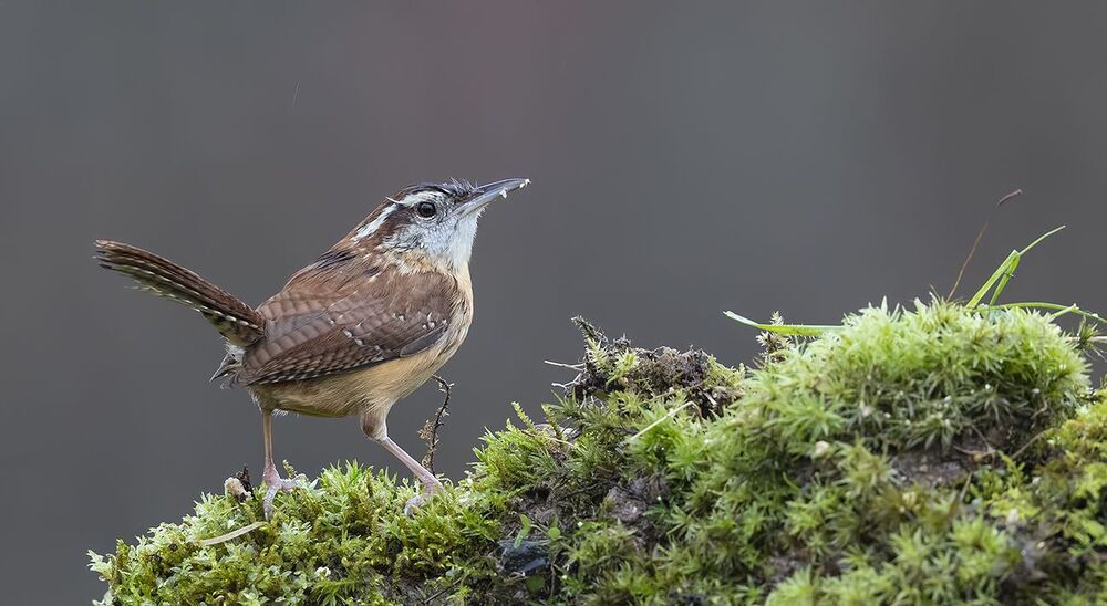 Крапивник Каролинский - Carolina Wren