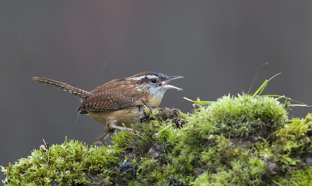 Крапивник Каролинский - Carolina Wren