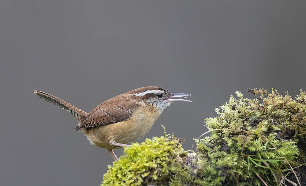 Крапивник Каролинский - Carolina Wren