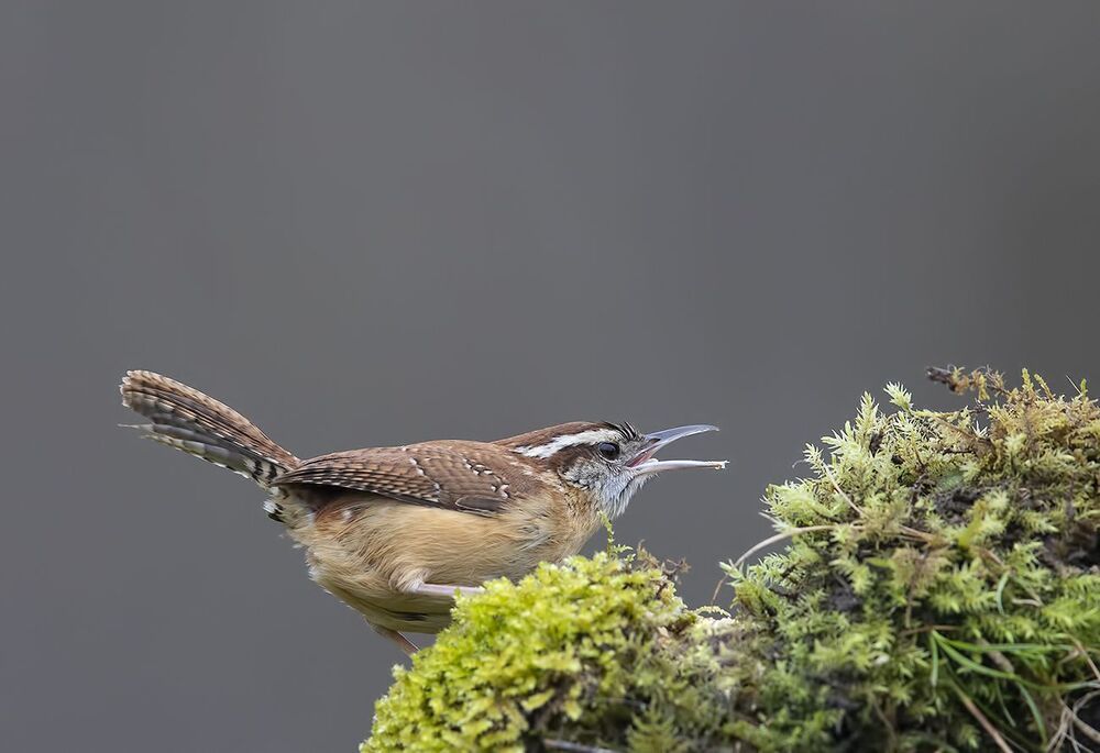 Крапивник Каролинский - Carolina Wren